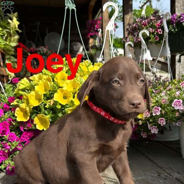 joey, Chocolate Labrador Retriever Puppy